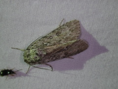 Acronicta longa