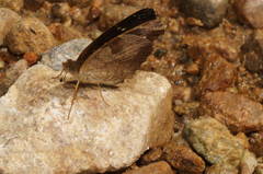 Anthanassa atronia