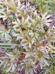 Pseudopanax discolor