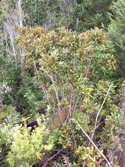 Pseudopanax discolor