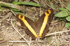 Adelpha leuceria