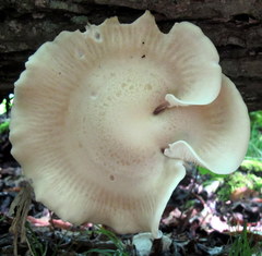 Hypsizygus marmoreus image