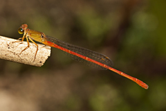 Ceriagrion aeruginosum