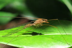 Megistocera