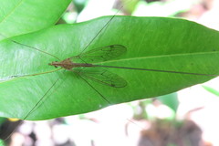 Megistocera