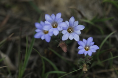 Gentiana loureiroi
