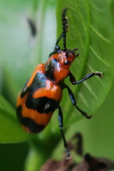 Phyllocharis undulata