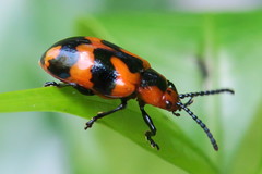 Phyllocharis undulata