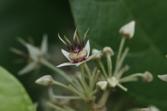Byttneria grandifolia