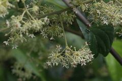 Byttneria grandifolia