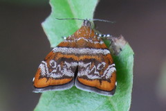 Choreutis orthogona
