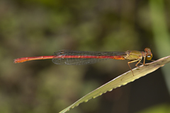 Ceriagrion aeruginosum