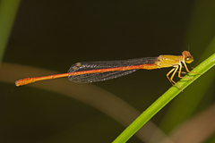 Ceriagrion aeruginosum
