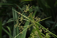 Scirpus ternatanus