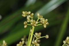 Scirpus ternatanus