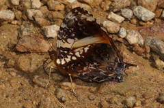 Hypanartia godmanii