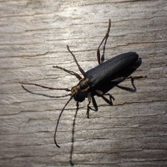 Enoploderes vitticollis