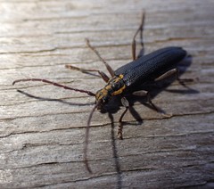 Enoploderes vitticollis