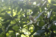 Magnolia championii