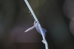 Ascalohybris subjacens