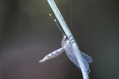 Ascalohybris subjacens