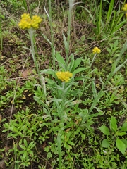 Pseudognaphalium affine