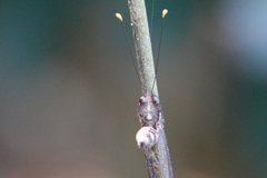 Ascalohybris subjacens