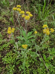 Pseudognaphalium affine