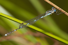 Austrolestes leda