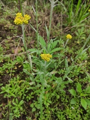 Pseudognaphalium affine