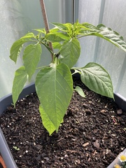 Capsicum annuum annuum