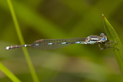 Austrolestes leda
