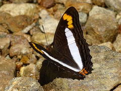 Adelpha pithys