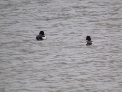 Aythya fuligula