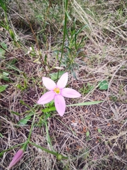 Centaurium quadrifolium barrelieri