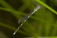 Austrolestes leda