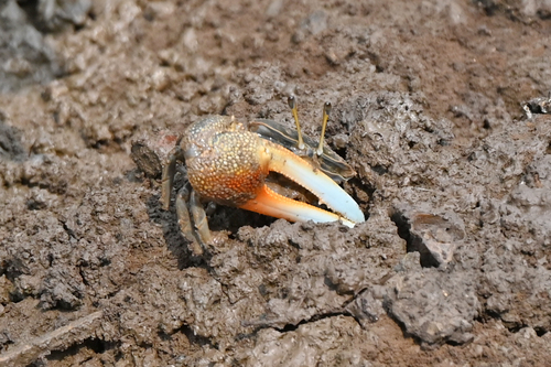 Tubuca alcocki image