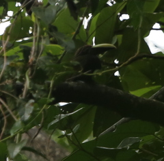 Selenidera spectabilis