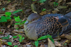 Streptopelia orientalis