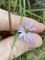 Brachyscome microcarpa