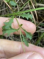 Brachyscome microcarpa