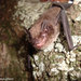Brazilian Brown Bat - Photo (c) funmontanaviva, some rights reserved (CC BY-ND)