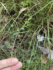Brachyscome microcarpa
