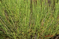Salsola genistoides