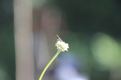 Parancistrocerus declivatus