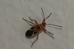 Dysdercus mimus