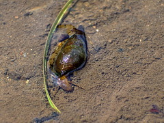 Semisulcospira