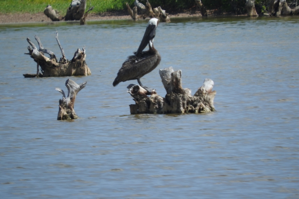Brown pelican perched on a weathered post standing in shallow coastal water, with a pale head and long bill