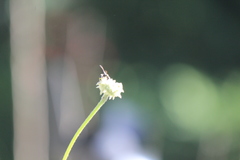 Parancistrocerus declivatus