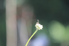 Parancistrocerus declivatus